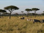 Schirmakazien+in+der+Masai+Mara.jpg