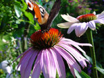 Schmetterling5-2.jpg