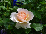 Rose5-2.jpg