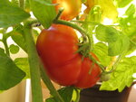 Tomaten 004.JPG