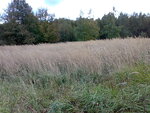 Waldbilder 30.10.09 013.jpg