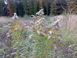 Waldbilder 30.10.09 015.jpg