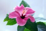 hibiscus-1280.jpg