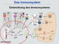 Immunsystem-Knochenmark.jpg