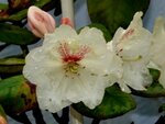 32_RhododendronGelb.JPG