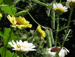 Chrysanthemum19.JPG