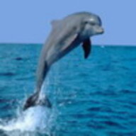 Dolphinlara