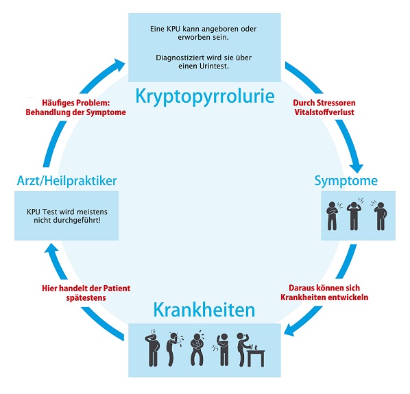 Die Kryptopyrrolurie – häufige Ursache für Depressionen u.a. psychiatrische Erkrankungen 3 KPU-Kreislauf