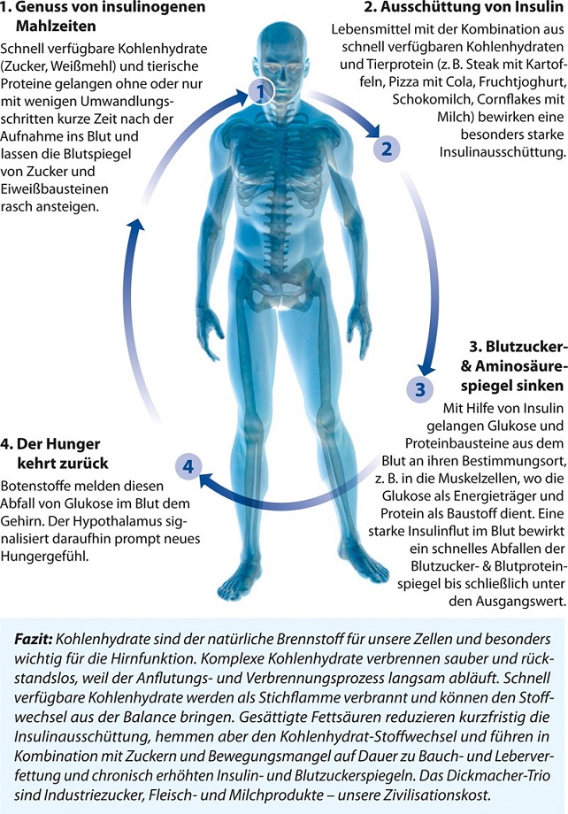 Insulin-Kreislauf