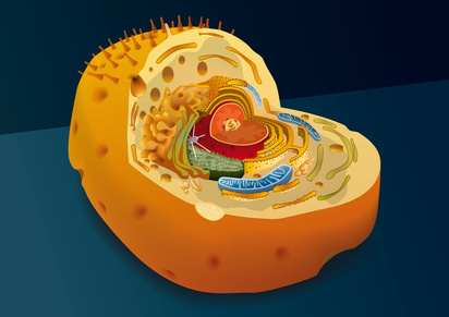 Burnout fängt in der Körperzelle an 2 Mitochondrien