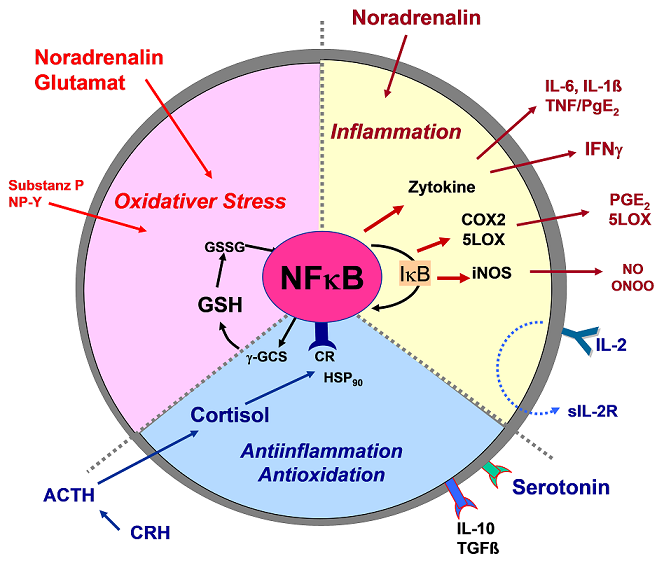 symptome me cfs neuro immunsynapse