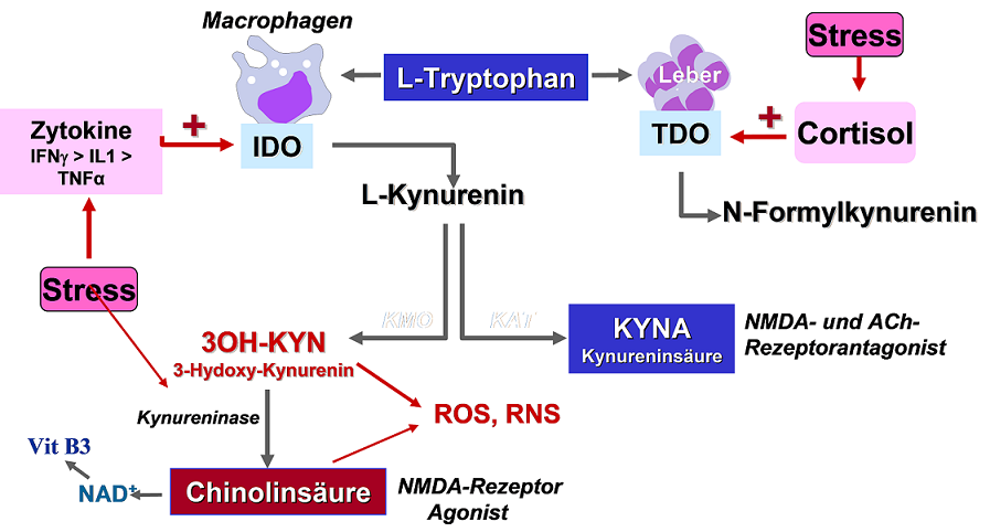 symptome me cfs tryptophan inflammation