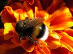 Hummel.auf.Tagetes.jpg