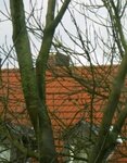 Forum Rätsel 1.jpg