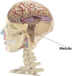 Medulla.jpg