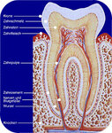illu_zahnquerschnitt.jpg