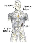 lymphsystem.jpg
