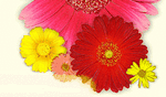 blumen444.gif