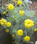 Tagetes großer Topf - Forum.jpg