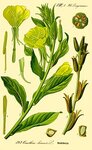 245px-Illustration_Oenothera_biennis0.jpg