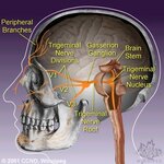 labeleddiagram[1].jpg