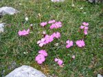 300px-Dianthus_alpinus_habitat.jpg