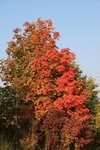 2008_09_26_16_07_19_1821.jpg