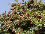 Obstbaum-2.jpg