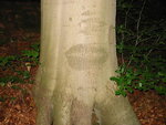 IMG_4677.JPG
