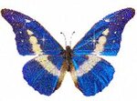 papillons 3.jpg