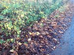 herbst 2 002.jpg