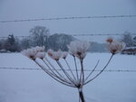 IMG_4929.JPG
