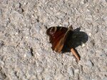 schmetterling.jpg