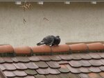 Täubchen 068.JPG