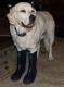hund gummistiefel.jpg