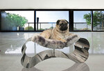 the-cool-dog7.jpg the-cool-dog7.jpg
