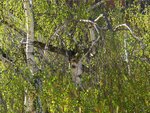 Birke 018.jpg