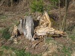IMG_3515.jpg