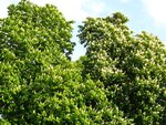 Kastanienblüten 020.jpg