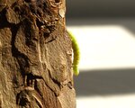 Raupe 049.JPG