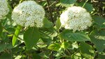 IMG_2397.jpg