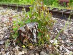 letzter Apriltag '11 048.jpg