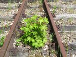 letzter Apriltag '11 061.jpg