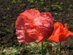 Mai11 051.JPG