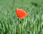 Mai11 053.JPG