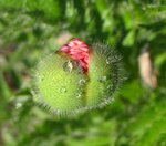 Mai11 042.JPG