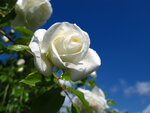 Rosen021.JPG