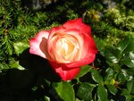 Rosen 021.jpg