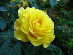 Rosen 002.JPG