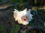 Rosen 004.jpg